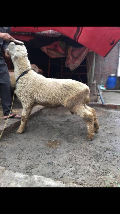qurbani kay liyay animals for sale in Gujranwala   03188305150