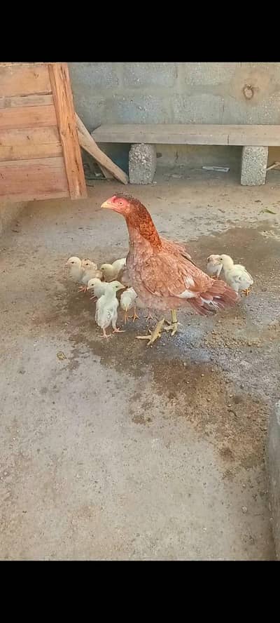 pure miyawali peeli aseel