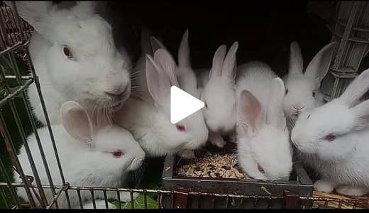 New Zealand White Bunnies Breeder Location Rawalpindi