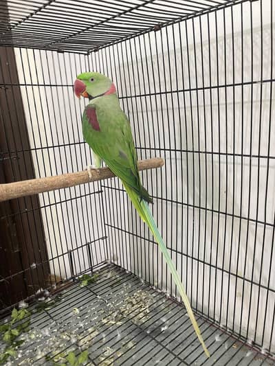 raw parrot male and female pair