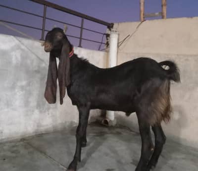 PURE KAMORI AND PATERA MALE