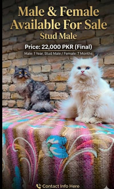 Persian Punch Face And Semi Punch Male Smoking white grey and Female