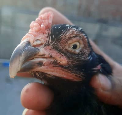 amorhi madi rampuri male read add plz