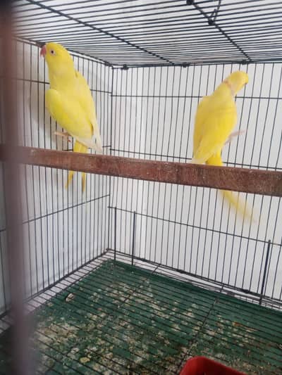 Yellow Ringneck Breeder pair for sale nail tail fly all okay