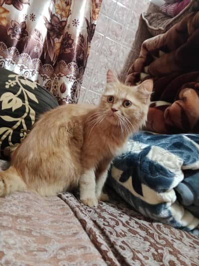 Persian cat for sale