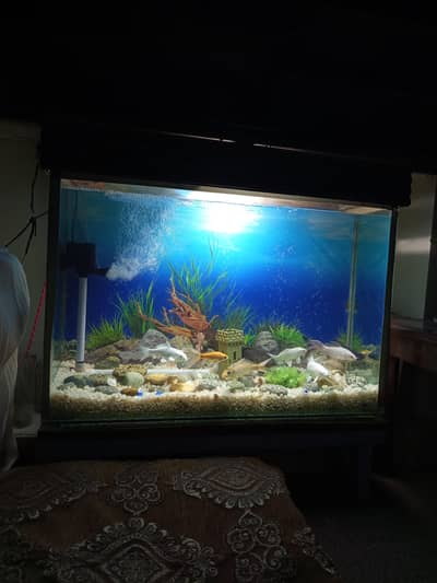 Fish And Aquarium for sale