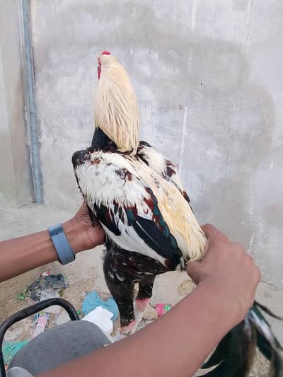 MASHALLAH ASEEL jawa murga for sell