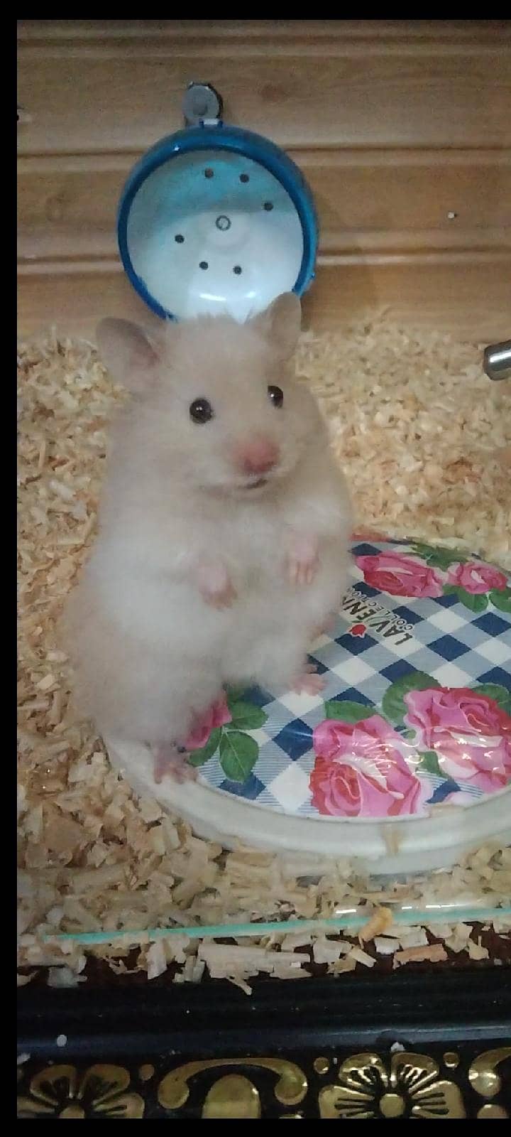 hamster 0