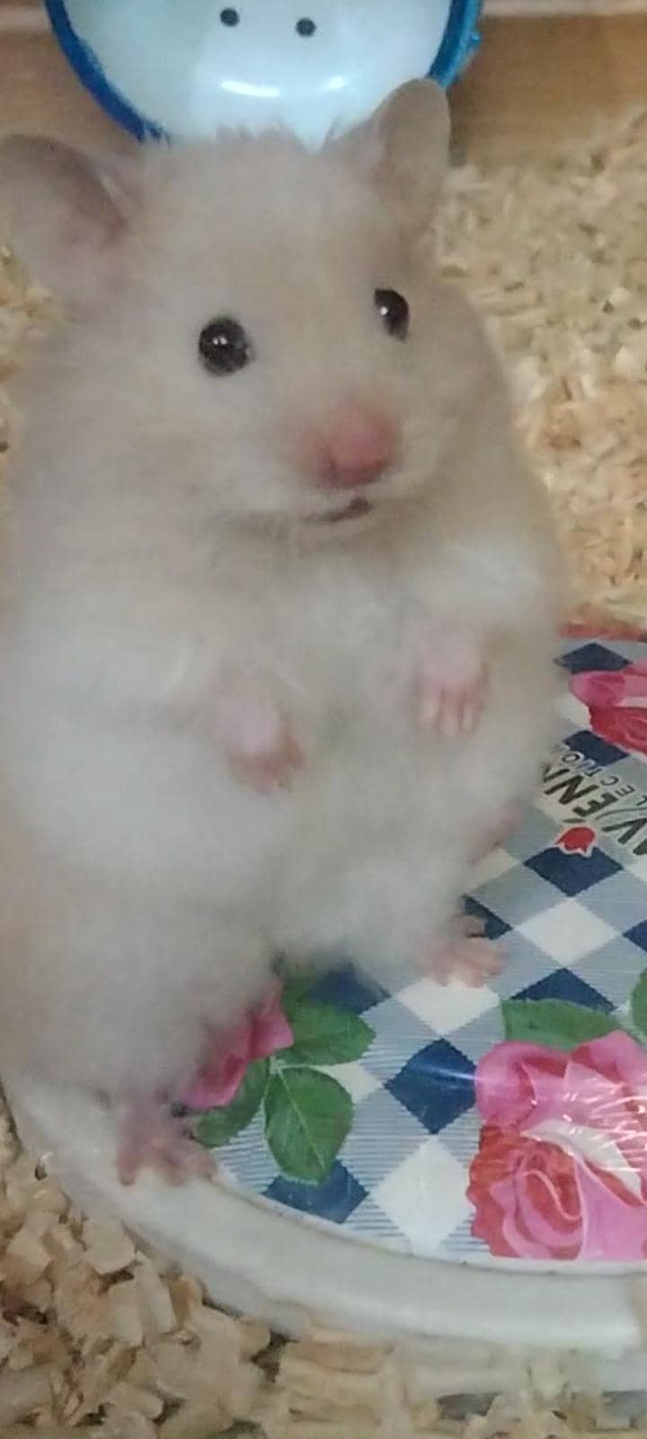 hamster 1