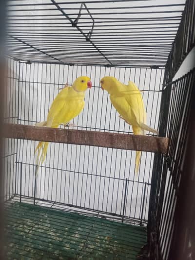 Yellow ringneck all ok breeder pair for sale