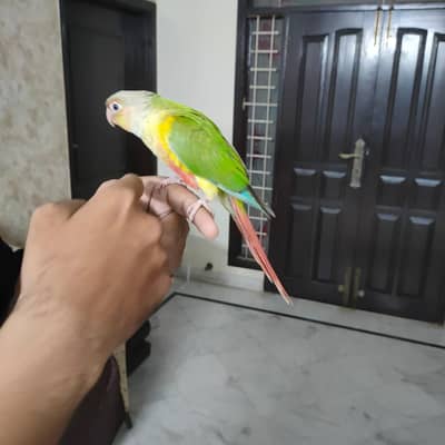 Pineapple Conure Yellow Sided Handtame For Sale