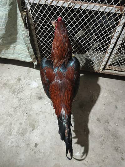 aseel murgha for sale