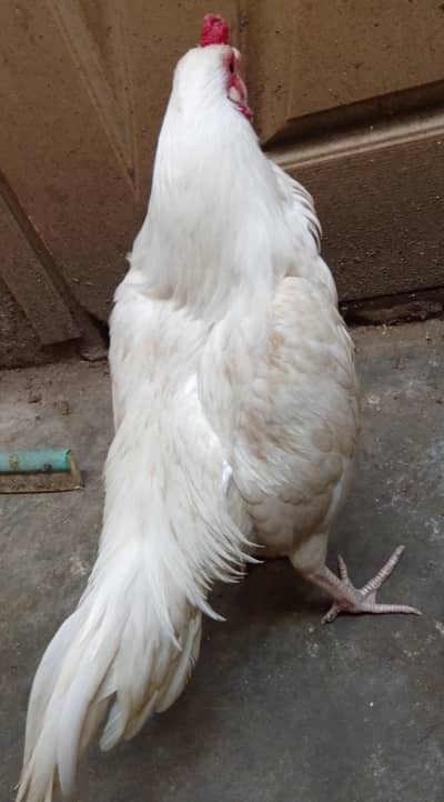 aseel pair chiks for sale