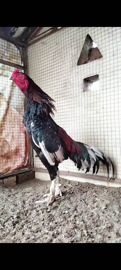 High Quality Cheena Aseel available