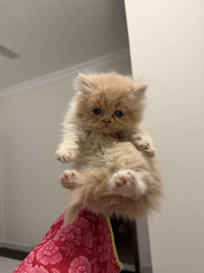 Pure persian kittens for sale triple coated