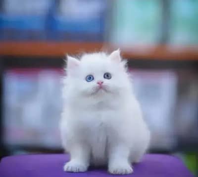 Persian female kitten for sale Whatsapp number 0349_1968165