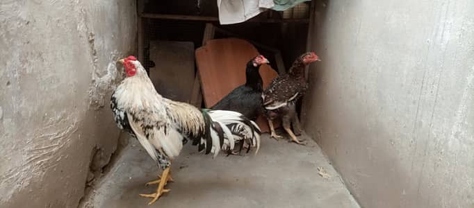 hasel marga or 2morgi hai  dono angy deti hai