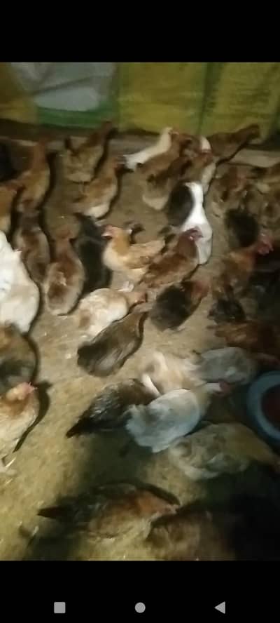 Golden desi Andy wali murghi Sale