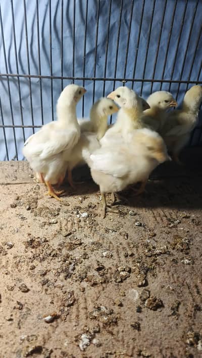 white o shamo chicks