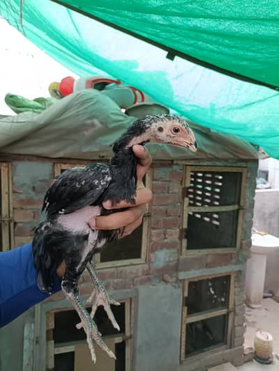 Japanese Black Shamoo