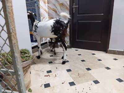 khassi bakra qurbani 2026