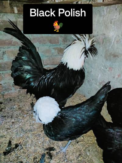 Black Polish Breeders and Chicks
