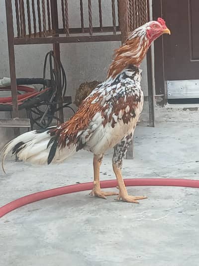 aseel chenna male 1 and 3 female mianwali (chicks also available)