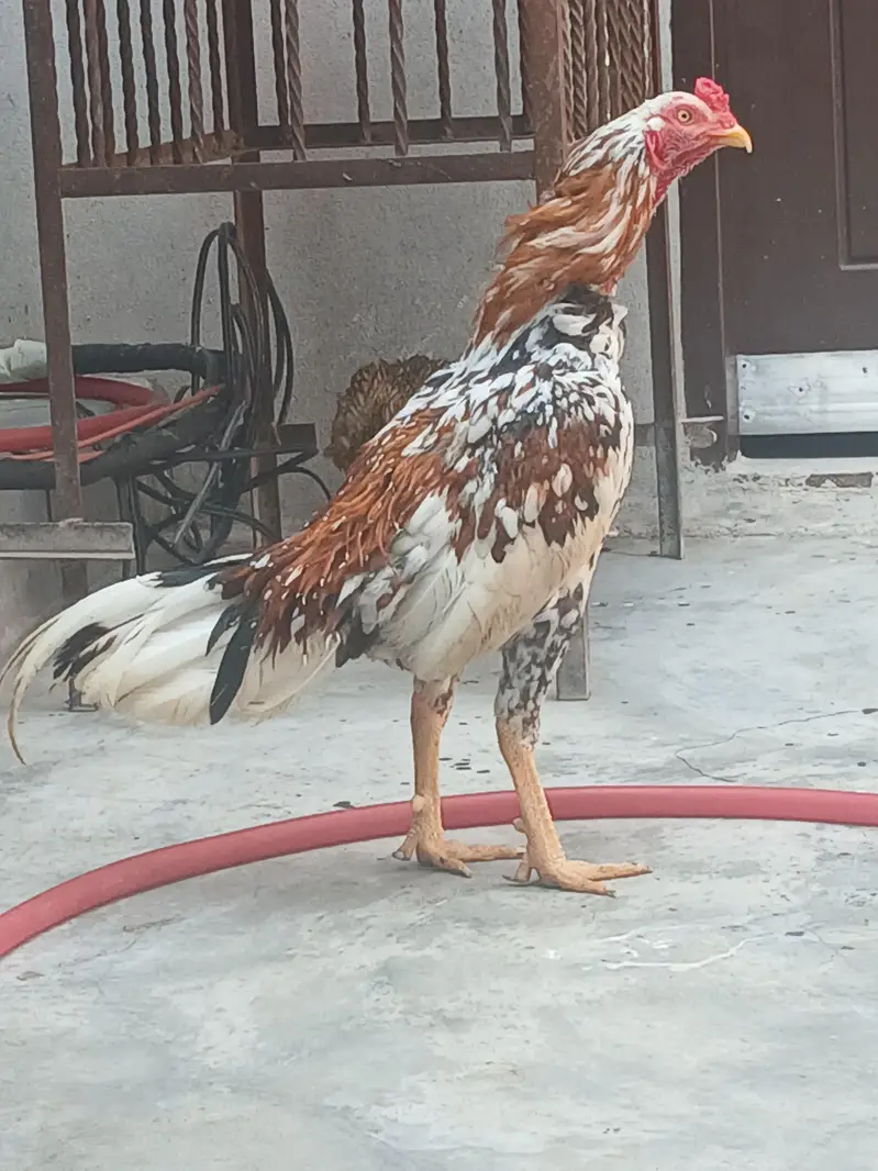 aseel chenna male