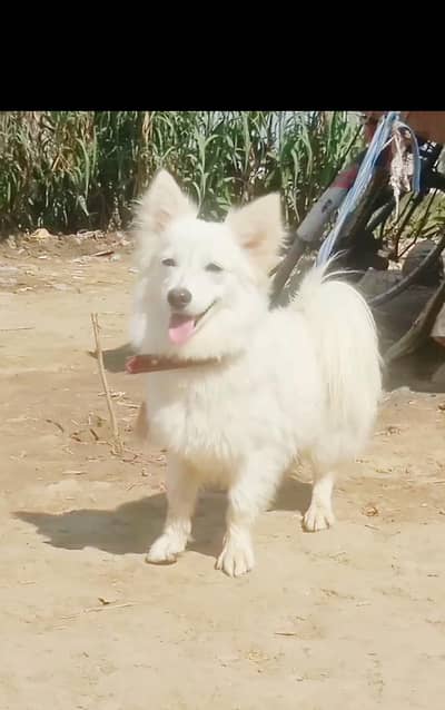 Russian puppy female available for sale