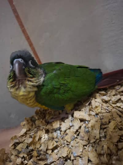 pineapple cnore chick  03071458831 whatsapp