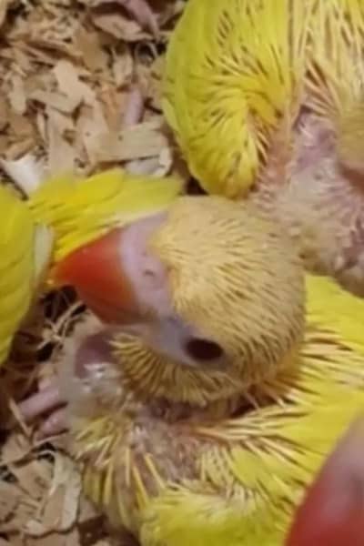 Yellow ringneck chicks
