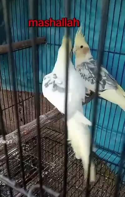 cocktail breeder pair with history