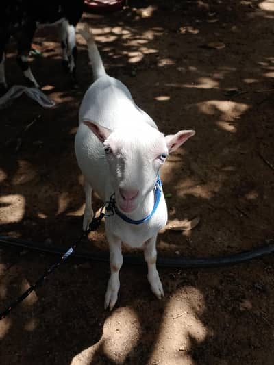 Gulabi teddy breeder quality male