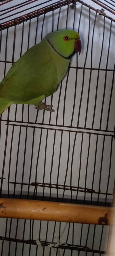 parrot for sale