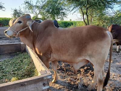 qurbani k bachray katty gojra toba tek singh