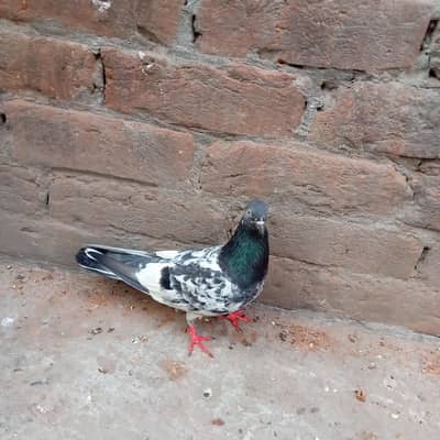 jaldar teedy madi for sale