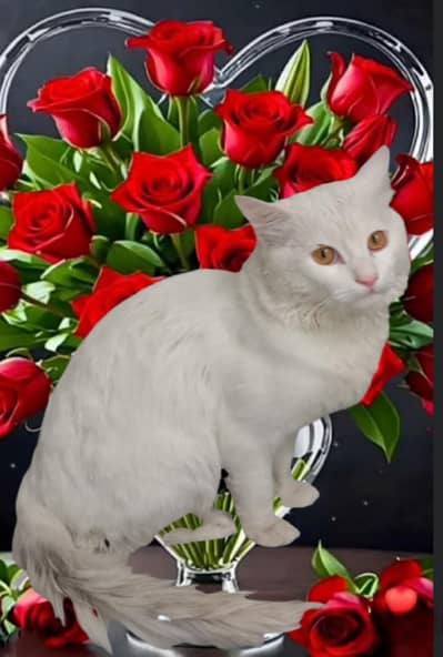 Persion Young Male Yellow Eyes