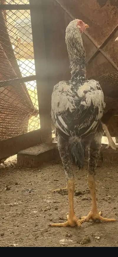 v Long hight jawa&shajri