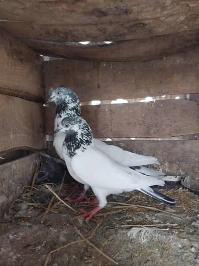 sialkoti pair kanto wala aur dewan shb wali banki madi  outstanding