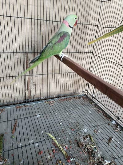 parrot pair for sale