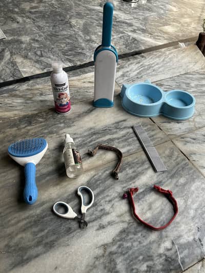 long coat Persian cat with blue eyes.