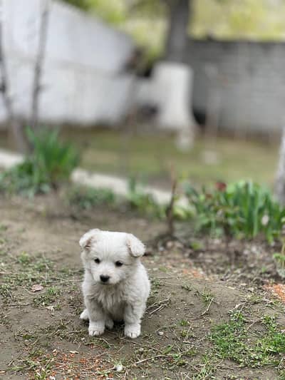 3 months old Pomernian