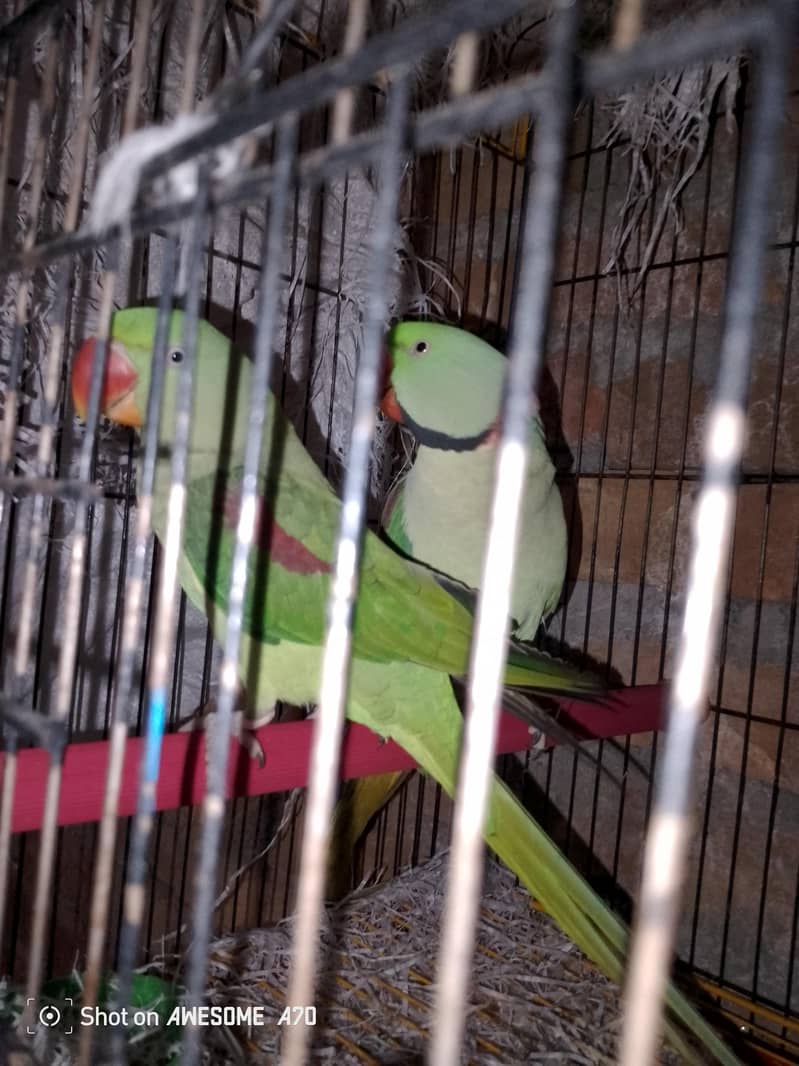raw parrot breader pair 0