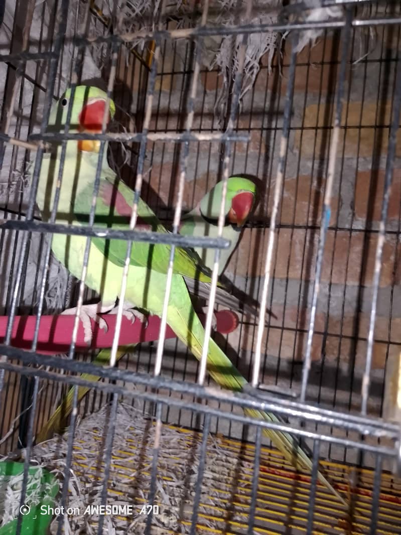 raw parrot breader pair 1