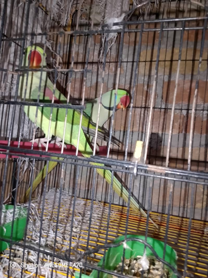 raw parrot breader pair 2