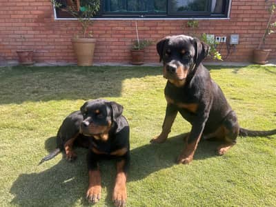 11 Month Trained Rottweilers for sale