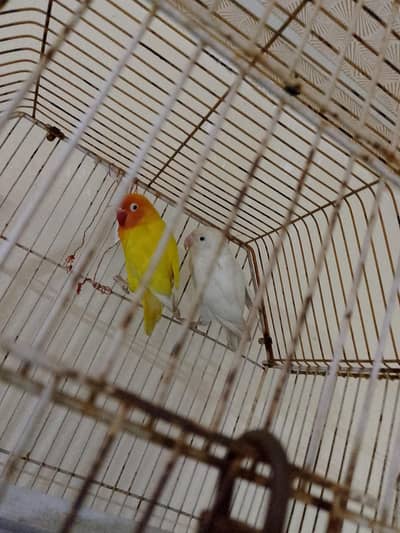 pair for sale love bird red eyes