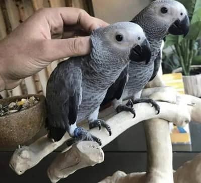 African Grey parrot for sale O3O8_29_16_232 my WhatsApp number