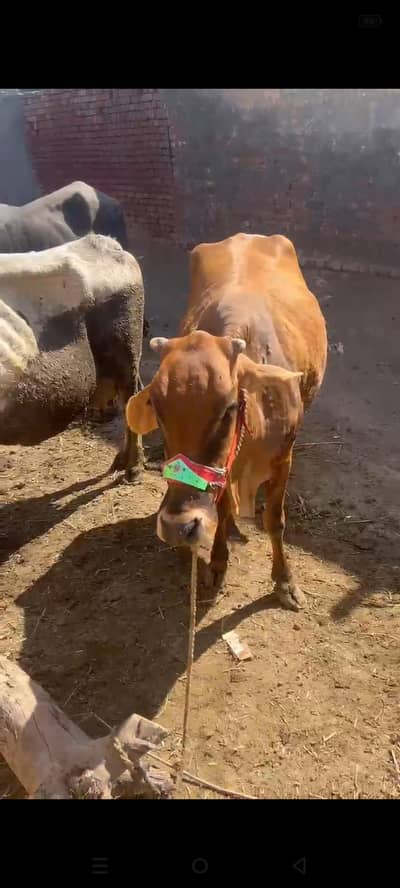 Maliking Cow For Sale