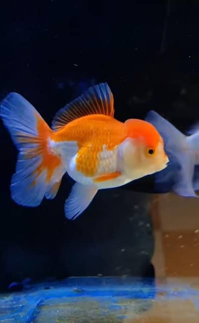 goldfish double tail